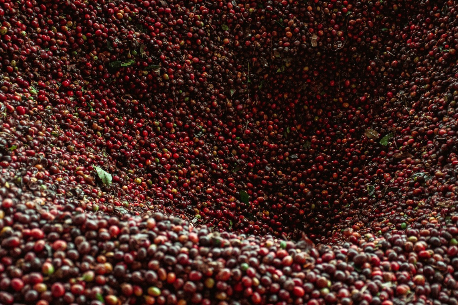 a large amount of red berries sitting on top of each other